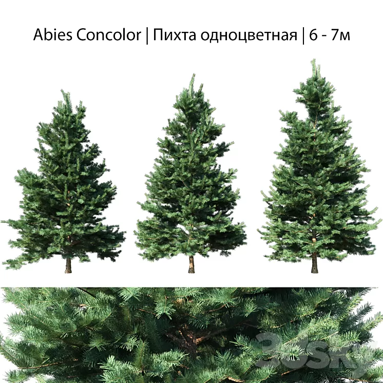 Abies Concolor 6 - 7m 3D Model