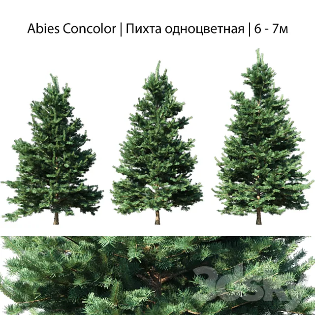 Abies Concolor 6 - 7m 3DModel