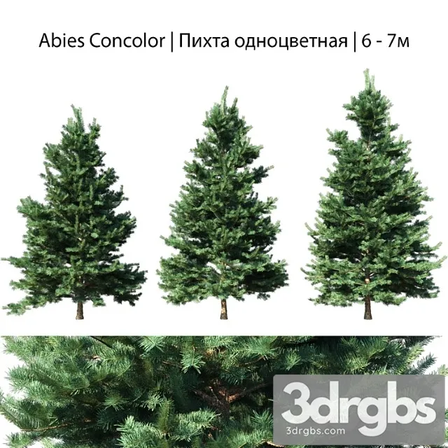 Abies concolor 6 - 7m