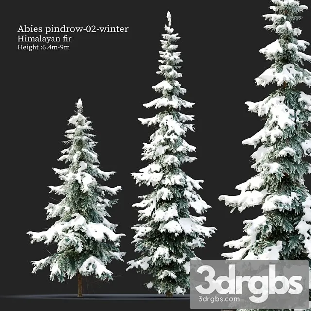 Abies Pindrow Winter 02 3D Model Free