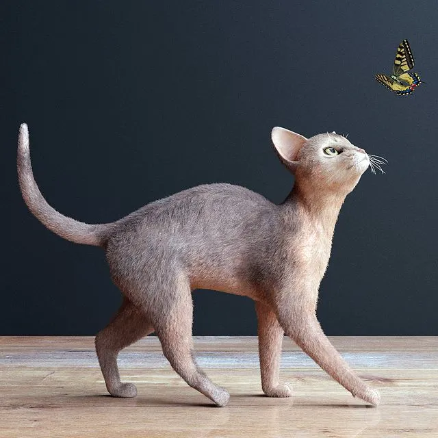 Abyssinian cat 3D Model