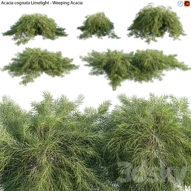 Acacia cognata Limelight – Weeping Acacia – 01 3D Model