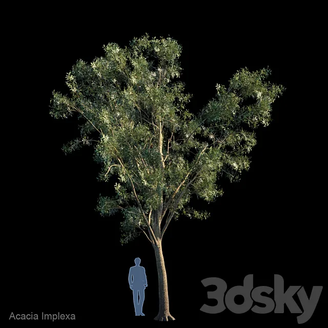 Acacia Implexa 3D Model