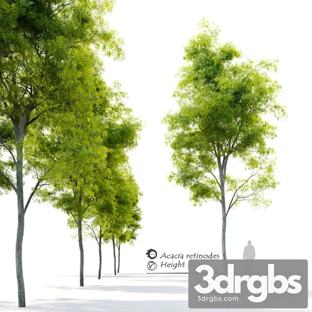 Acacia Retinodes Water Wattle 3D Model Free