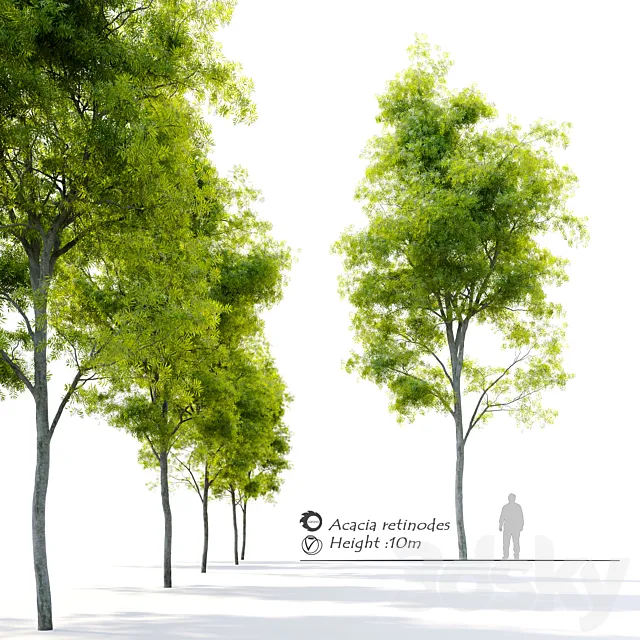 Acacia retinodes (water wattle) 3D Model