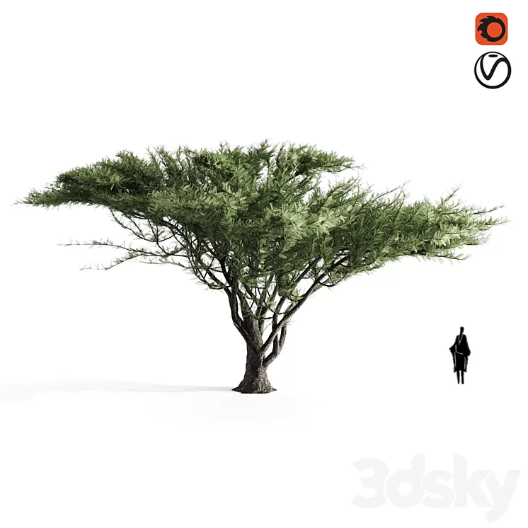 Acacia tortilis 3D Model