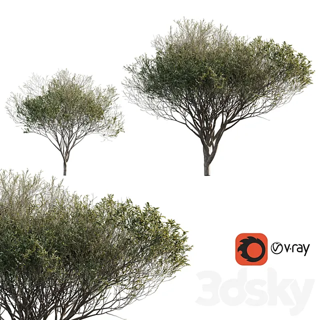 Acacia tortilis (Vachellia tortilis) 3D Model