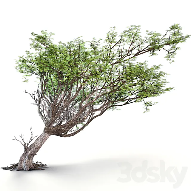 Acacia tree 3D Model
