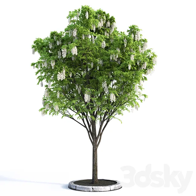 Acacia Tree 3D Model