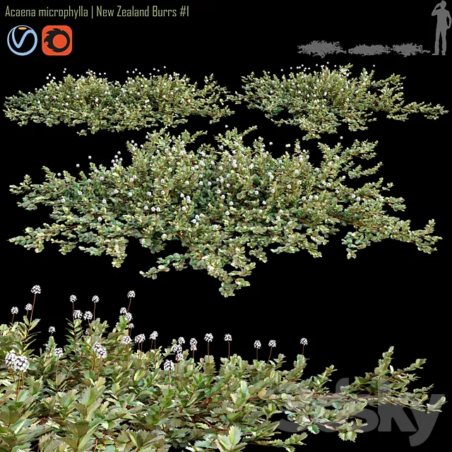 Acaena microphylla | New Zealand Burrs # 1 3D Model