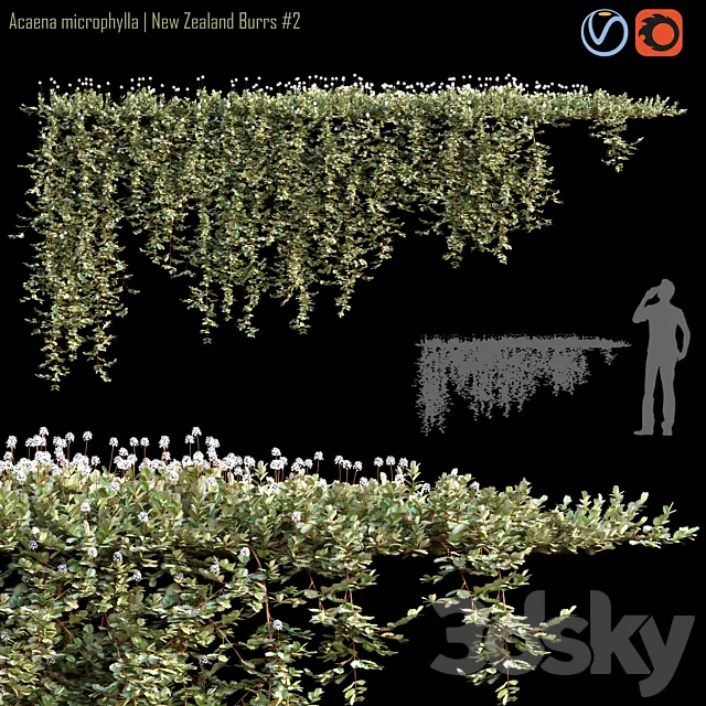 Acaena microphylla | New Zealand Burrs # 2 3D Model