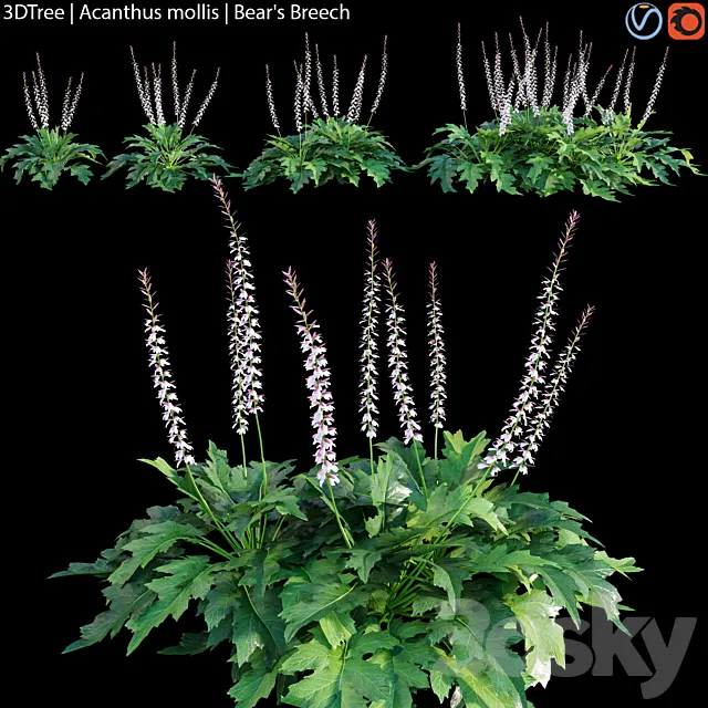 Acanthus mollis | Bear's breech 3D Model