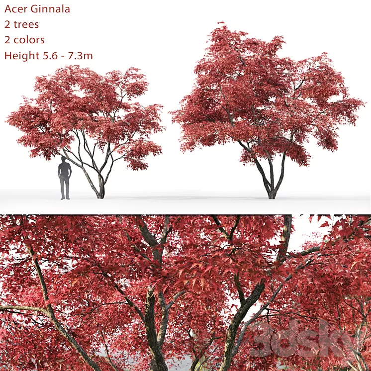 Acer 3D Model