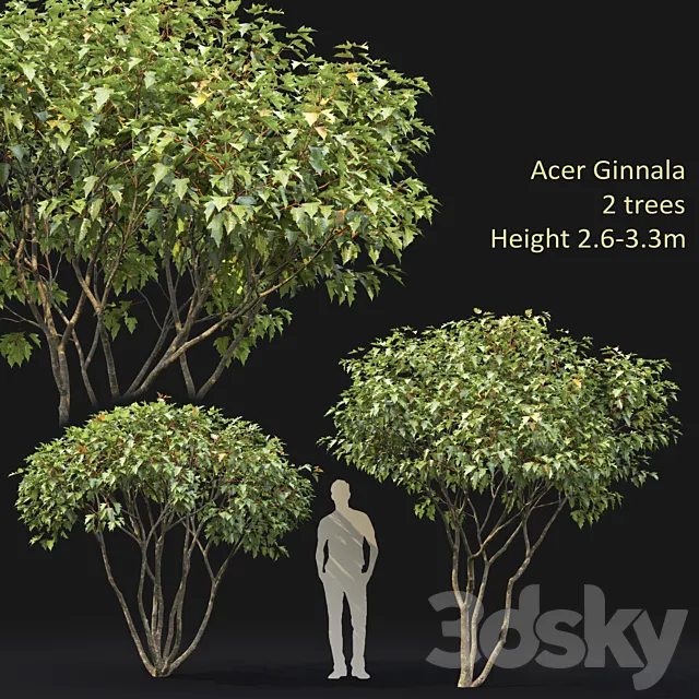 Acer 3D Model