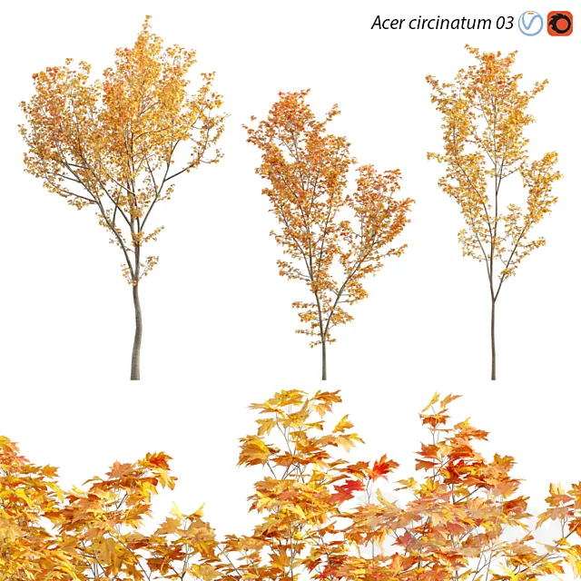 Acer circinatum - Vine Maple 03 3DModel