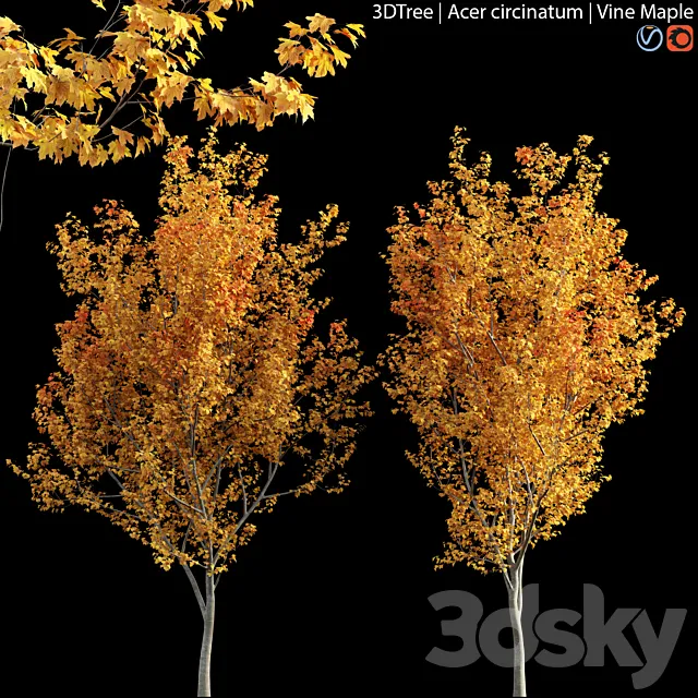 Acer circinatum | Vine Maple 04 3D Model