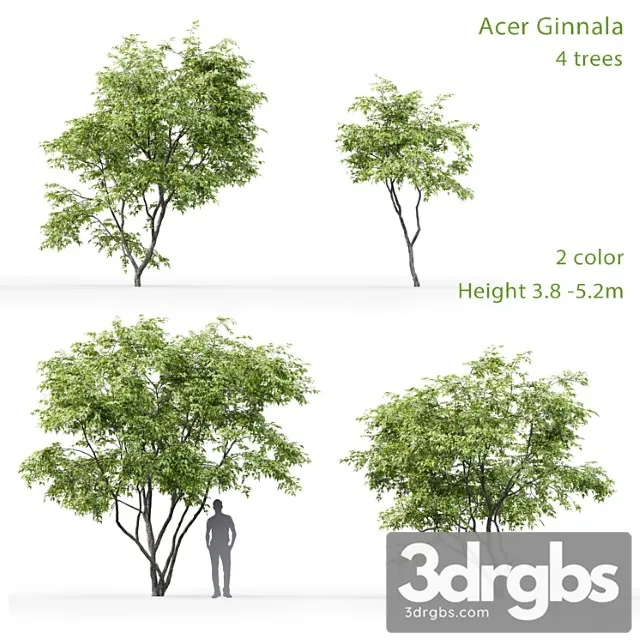 Acer Ginnala 3 Free Download