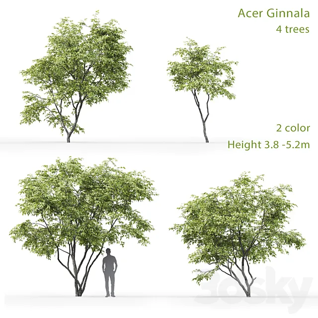 Acer Ginnala 3DModel