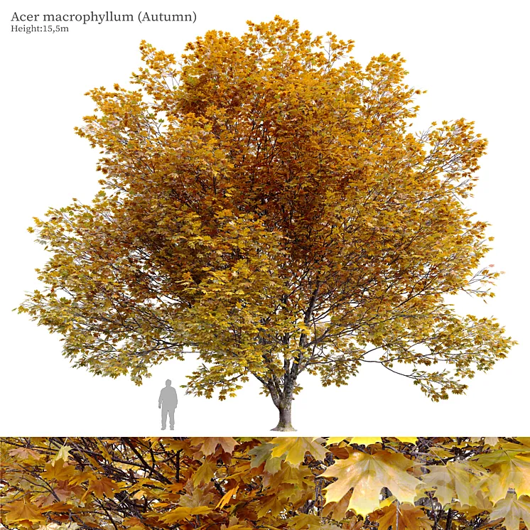 Acer macrophyllum (autumn) 3D Model Free