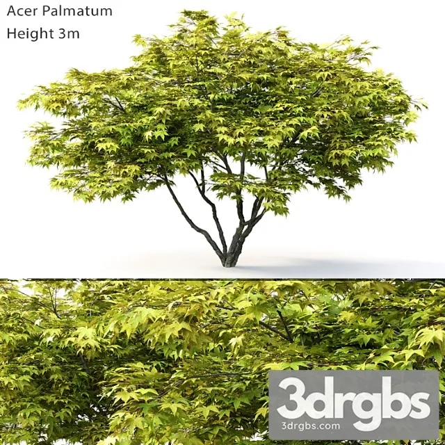 Acer Palmatum 2 3D Model Free