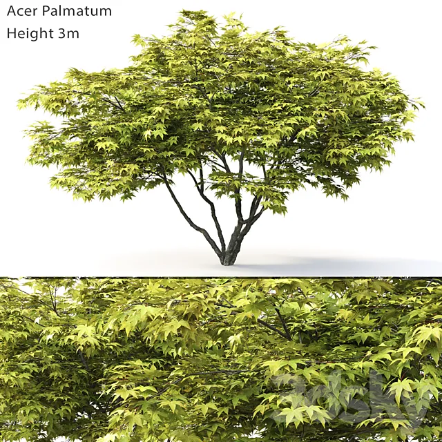 Acer Palmatum 3D Model
