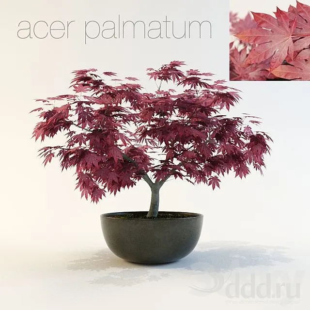 Acer palmatum 3D Model