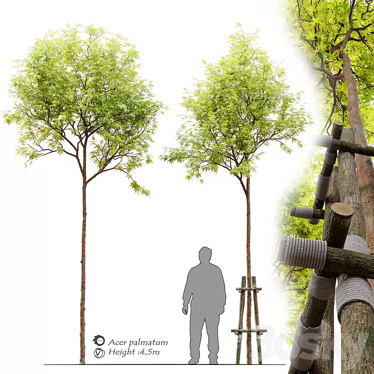 Acer palmatum 3D Model