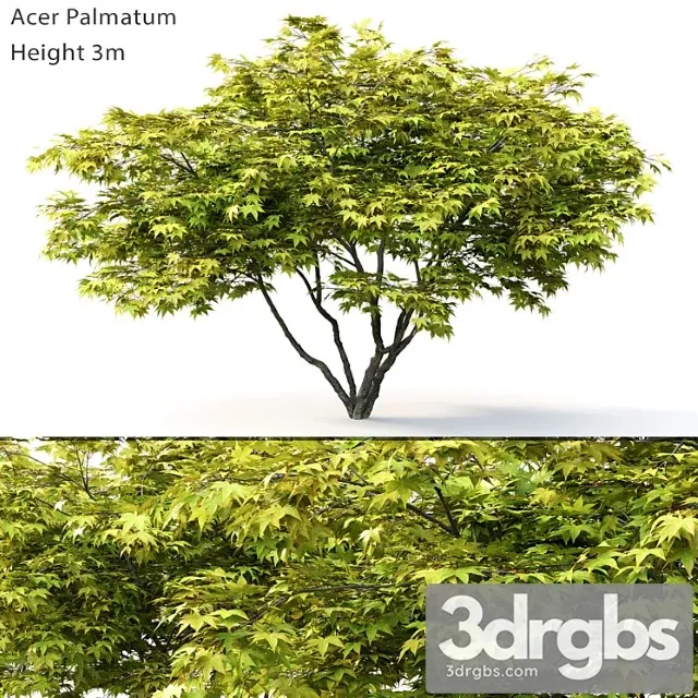 Acer palmatum