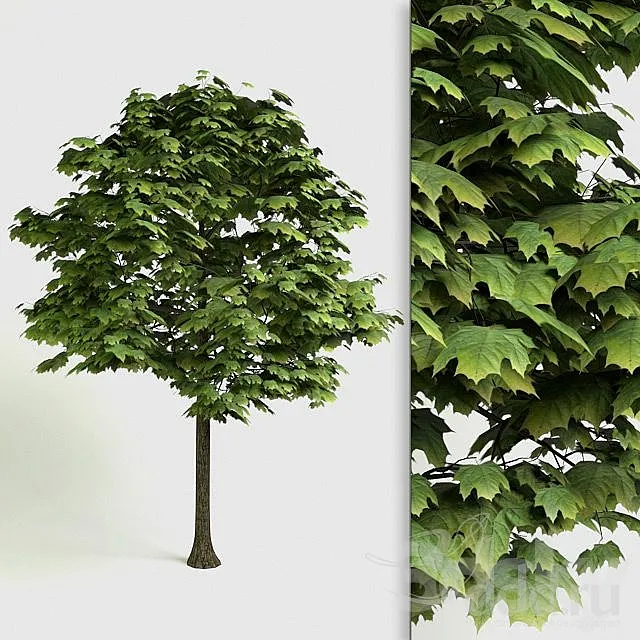 Acer Platanoides – detailed 3D Tree 3D Model