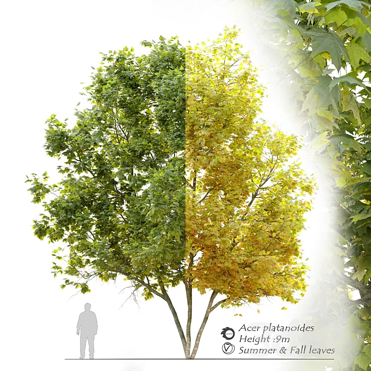 Acer platanoides (Norway maple) 3D Model
