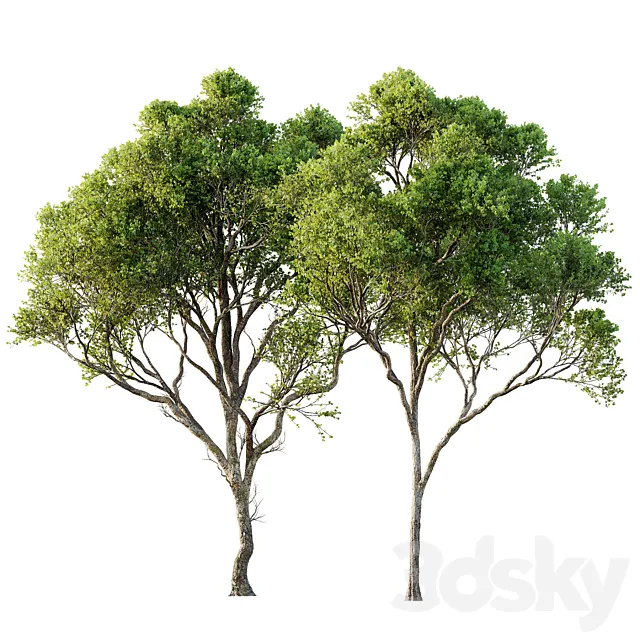Acer Pseudoplatanus 04-spring trees 3D Model