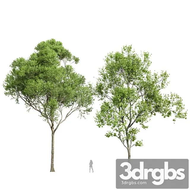 Acer pseudoplatanus and acer saccharinum-2 spring trees