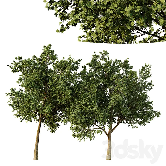 Acer pseudoplatanus Tree01 3D Model