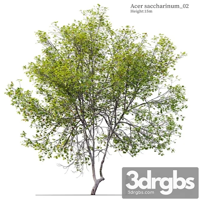 Acer saccharinum 02