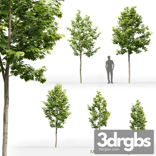 Acer Tree 11 3D Model Download