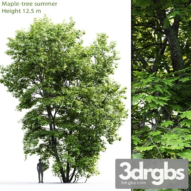 Acer Tree 9 3D Model Free