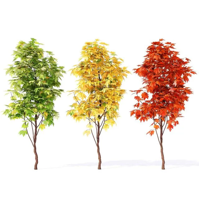 Acer_campestre_02 3D Model