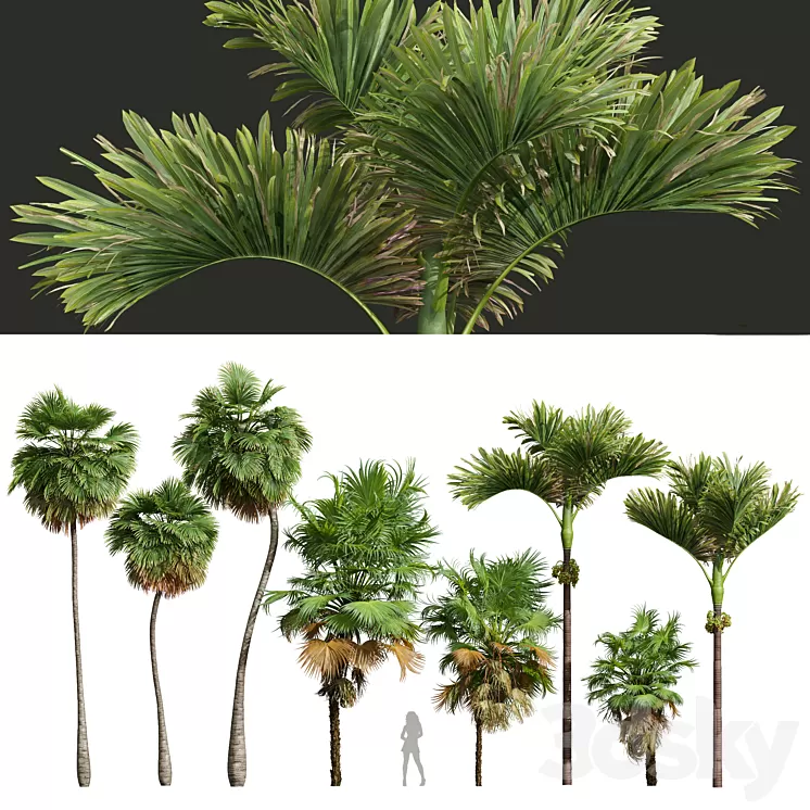 Acoelorrhaphe Wrightii and Borassus Flabellifer and Areca Catechu Decorative Garden Fruit 3D Model
