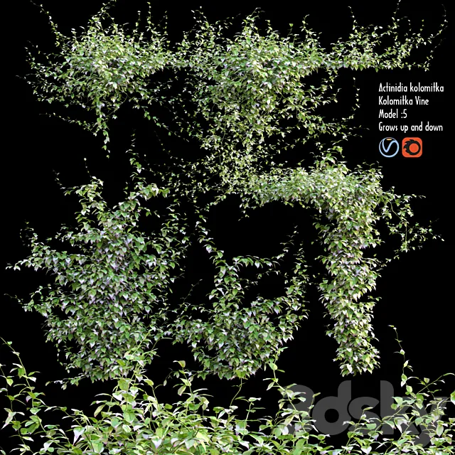 Actinidia kolomitka | Kolomitka Vine # 1 3D Model