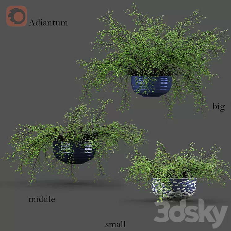Adiantum or Venus Hair 3D Model