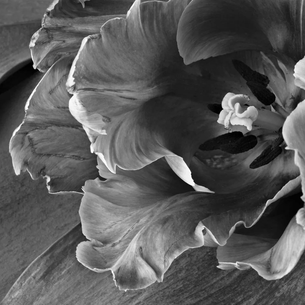 Affreschi & Affreschi  - Wallpaper AY-68 3D Model