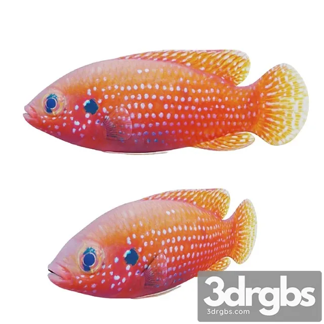 African Jewel Fish 3D Model Free