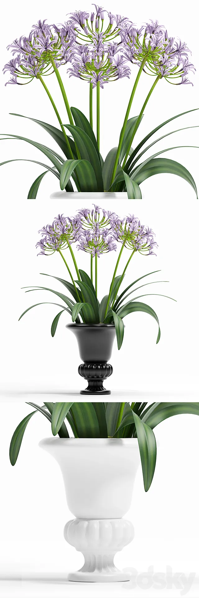 AFRICAN LILLY 3D Model