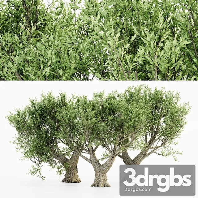African Olive Tree 1 3D Model Free