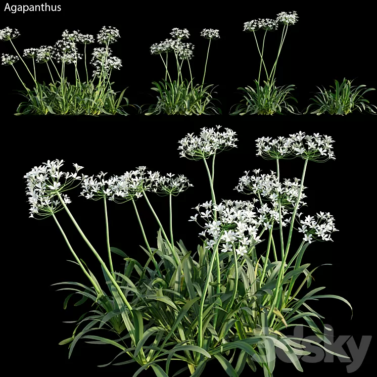 Agapanthus 02 3D Model