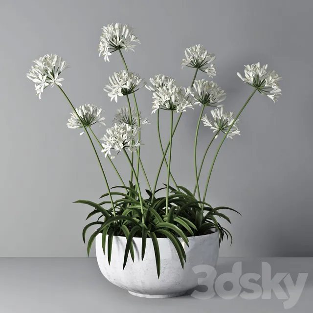 Agapanthus 02 3DModel