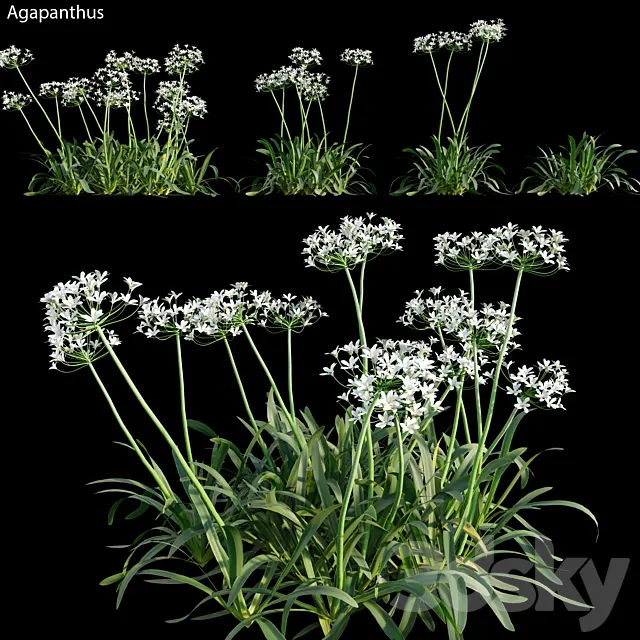 Agapanthus 02 3DModel