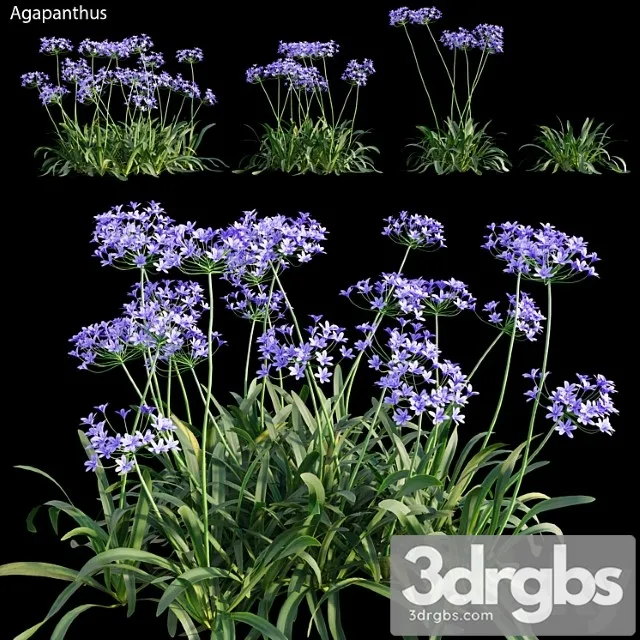 Agapanthus 03 3D Model Free