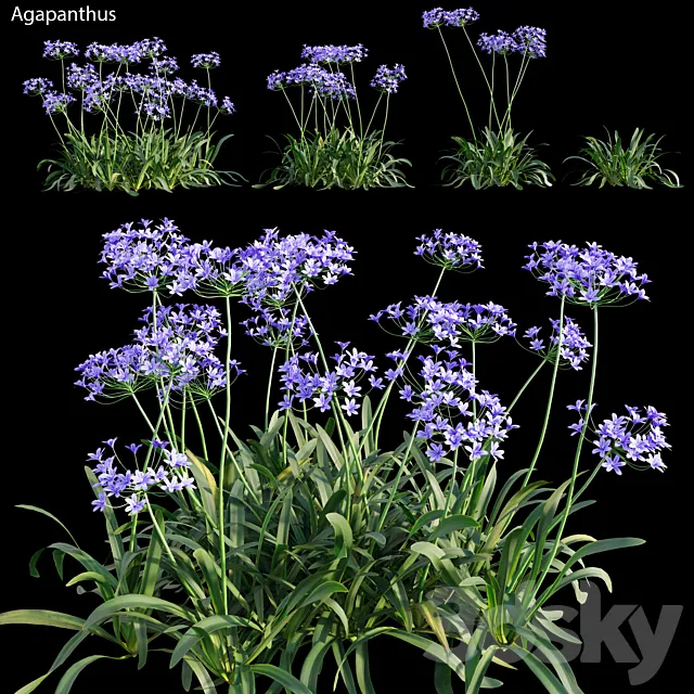 Agapanthus 03 3D Model