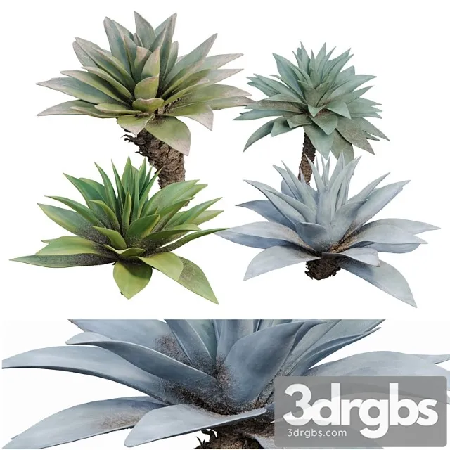 Agave 03 1 3D Model Free